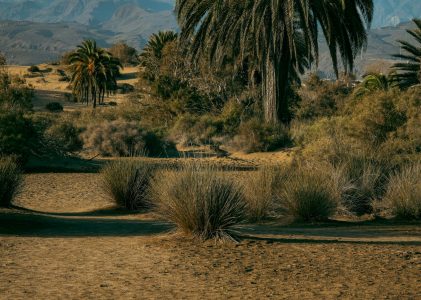 Two Deserts: From Form’s latest exhibition traces the changing shape of the Californian desert